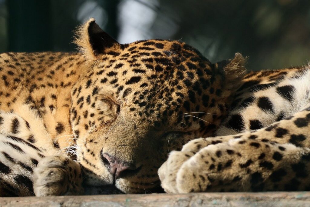 dementia sleep patterns