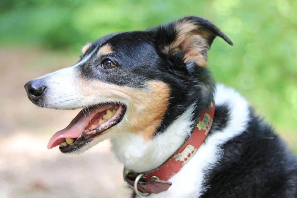best dog breeds for seniors