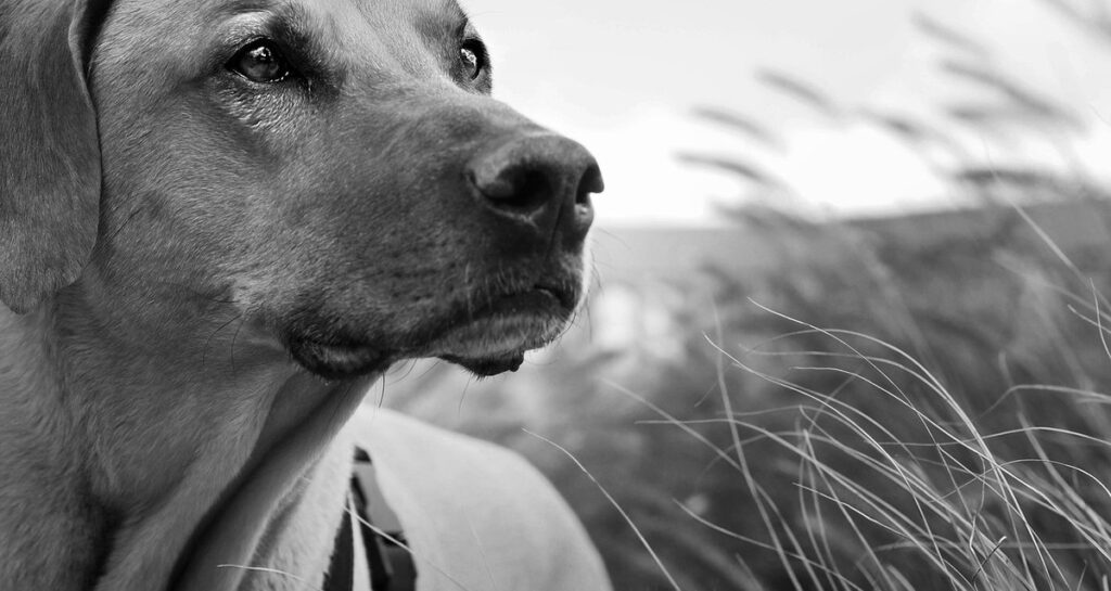 best pets for seniors