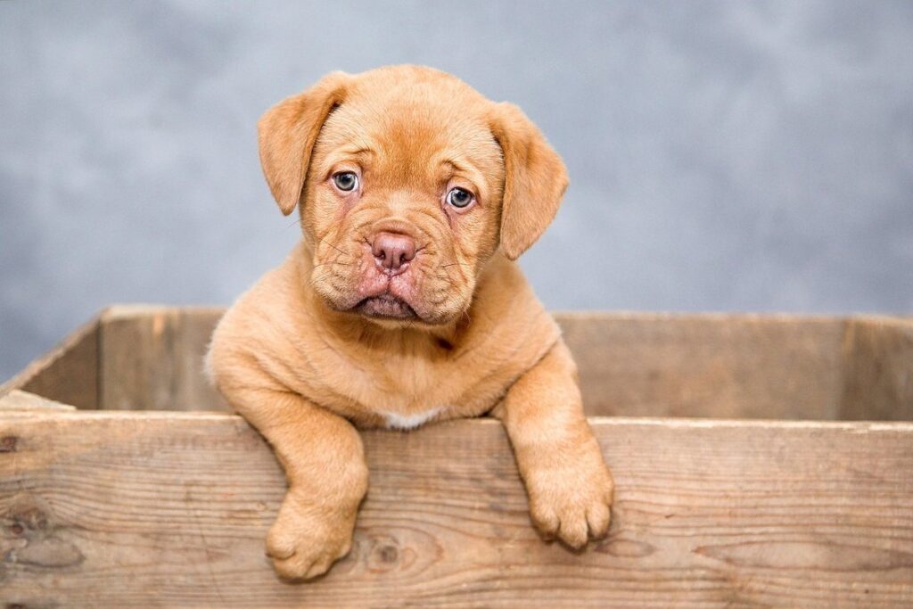 best small dogs for seniors