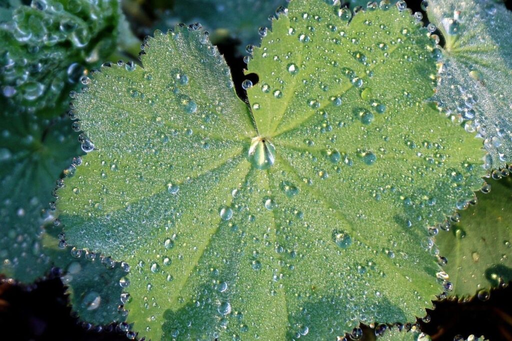dementia and hydration tips