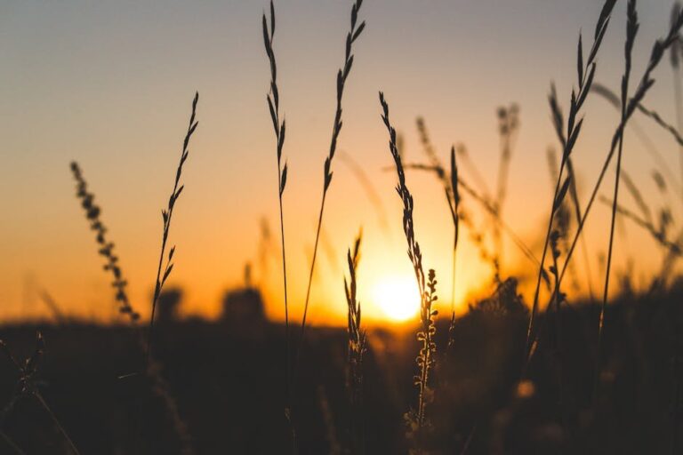 sundowning and dementia