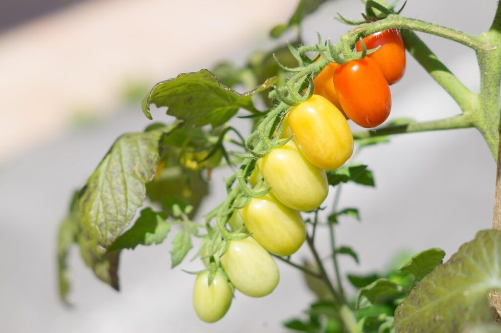 mediterranean diet dementia prevention